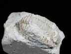 / Inch Calymene Celebra Trilobite #4307-2